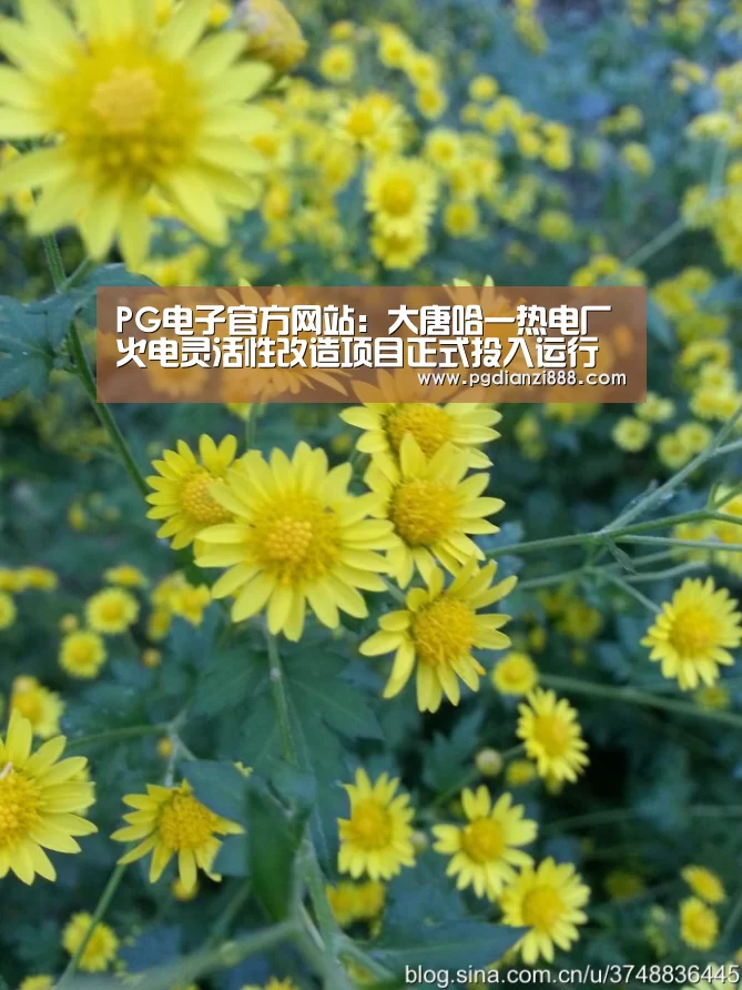 PG电子官方网站